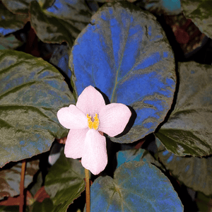 Begonia pavonina
