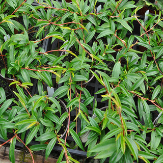 Begonia polygonoides