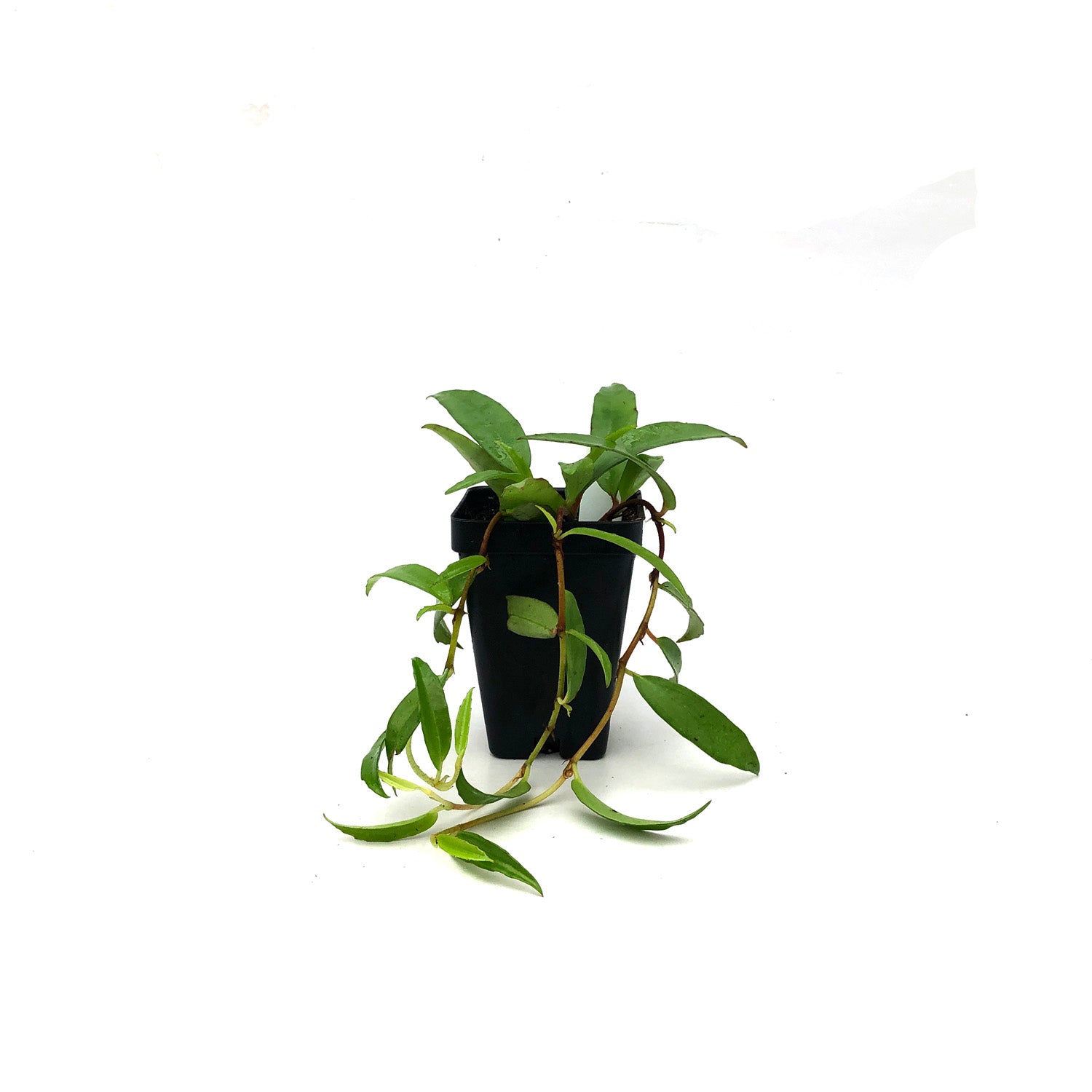 Begonia polygonoides