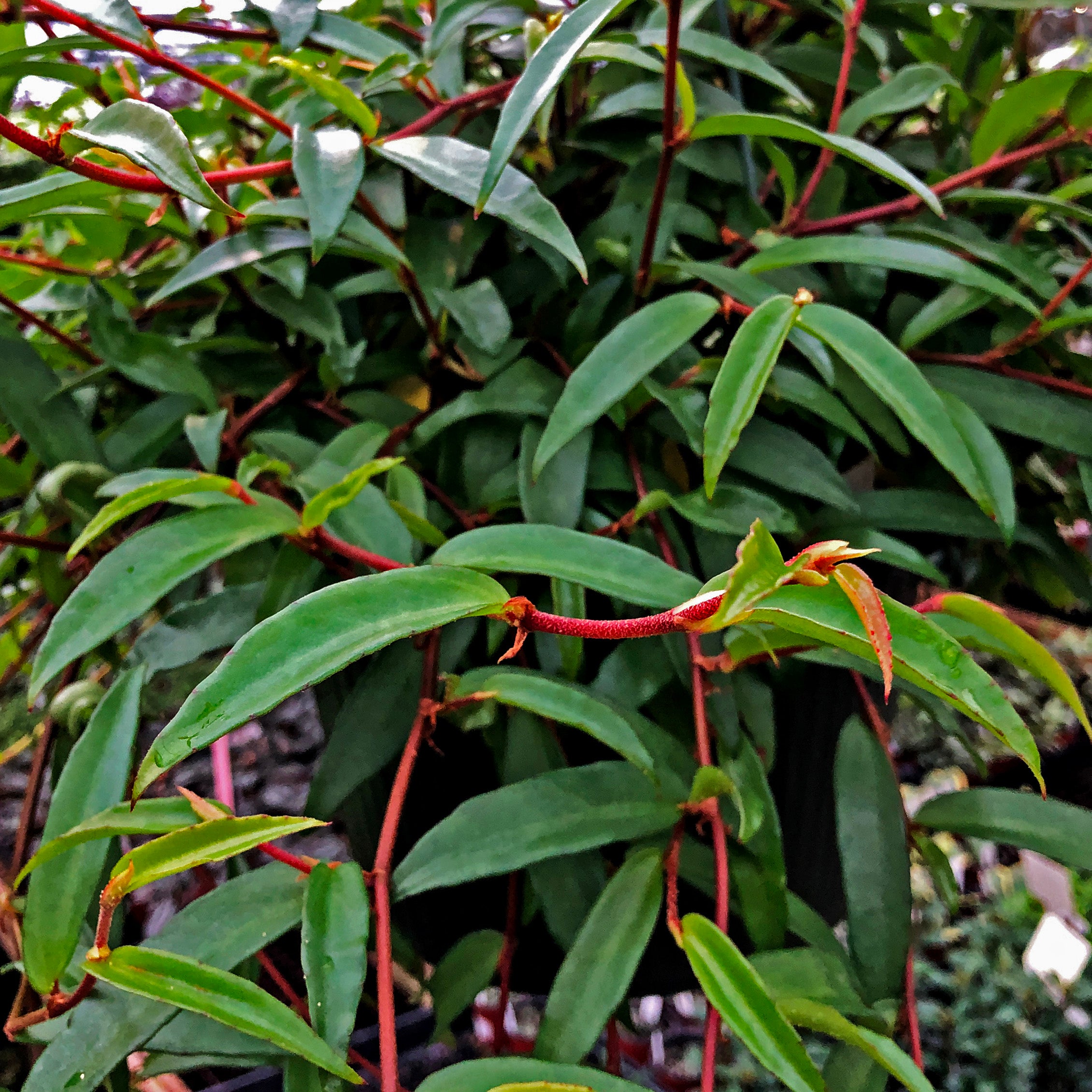 are begonias succulents Begonia polygonoides – Steve's Leaves
