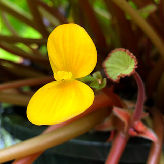 Begonia scapigera