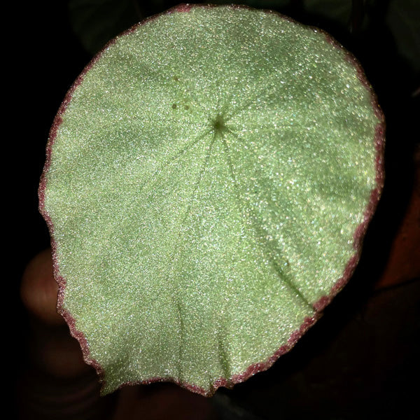 Begonia scapigera