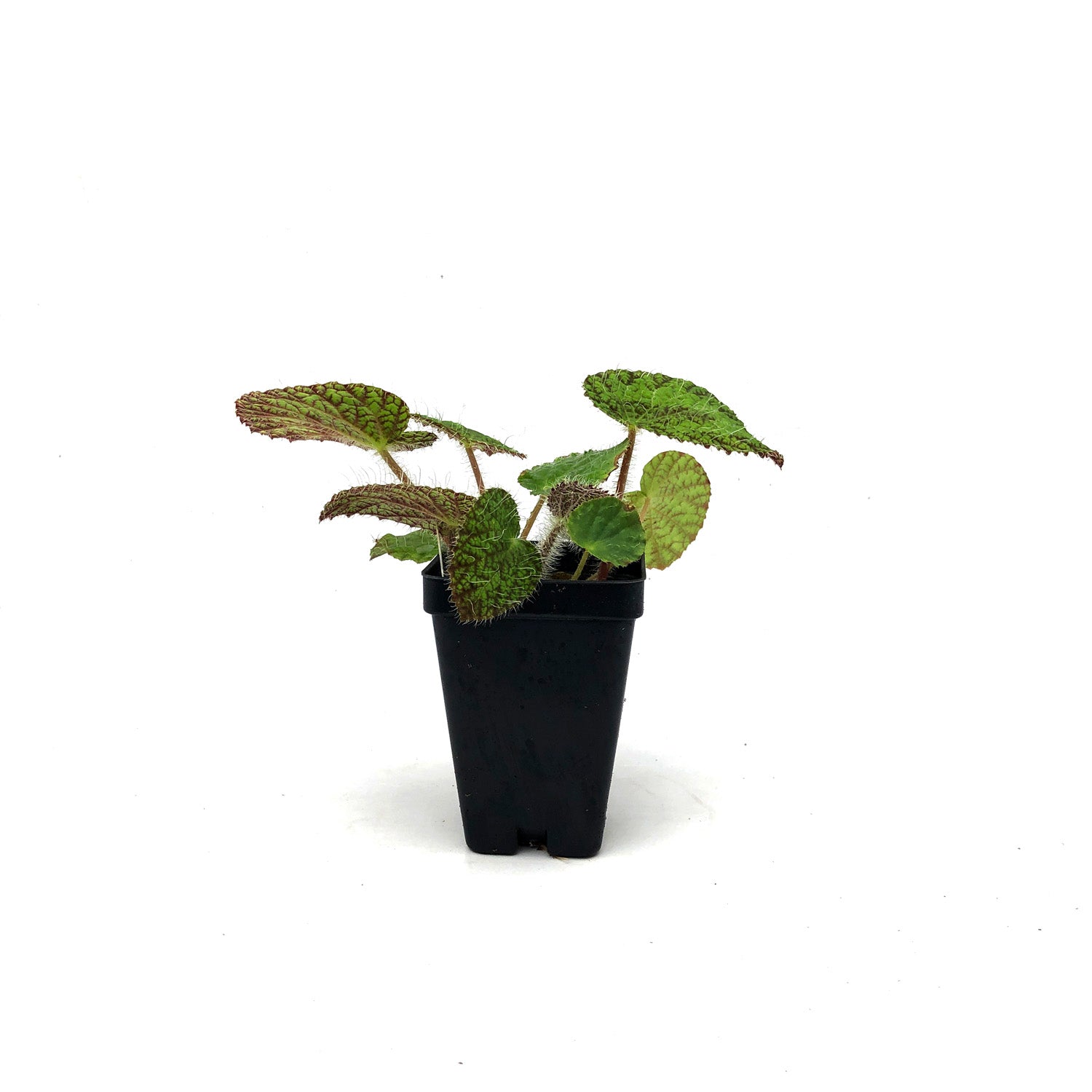 Begonia longiciliata ‘Sizemoreae’