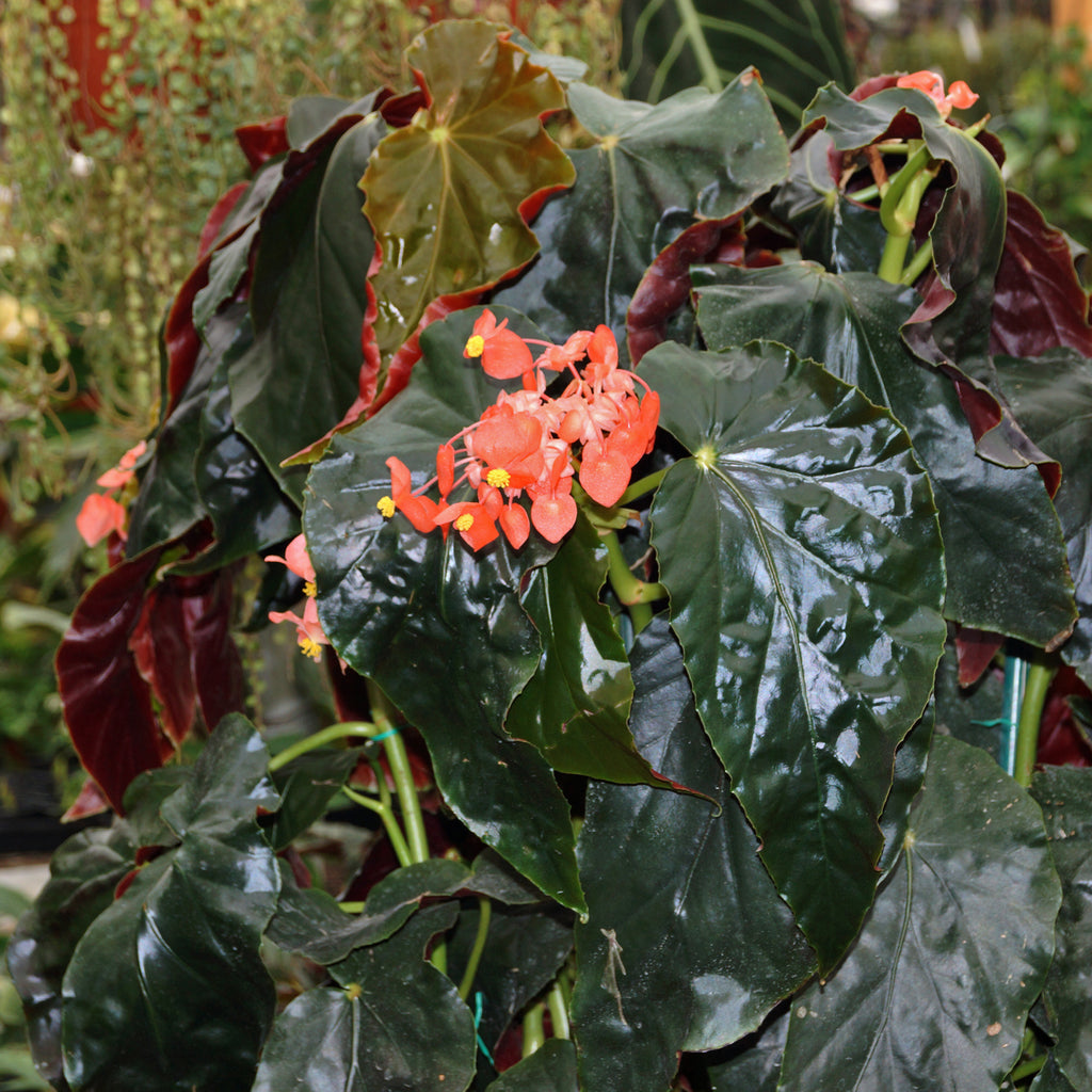 Begonia Listada main image 1