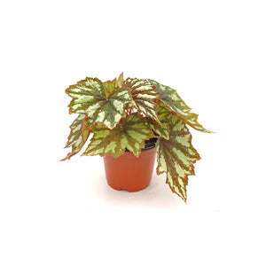Begonia 'Granada'