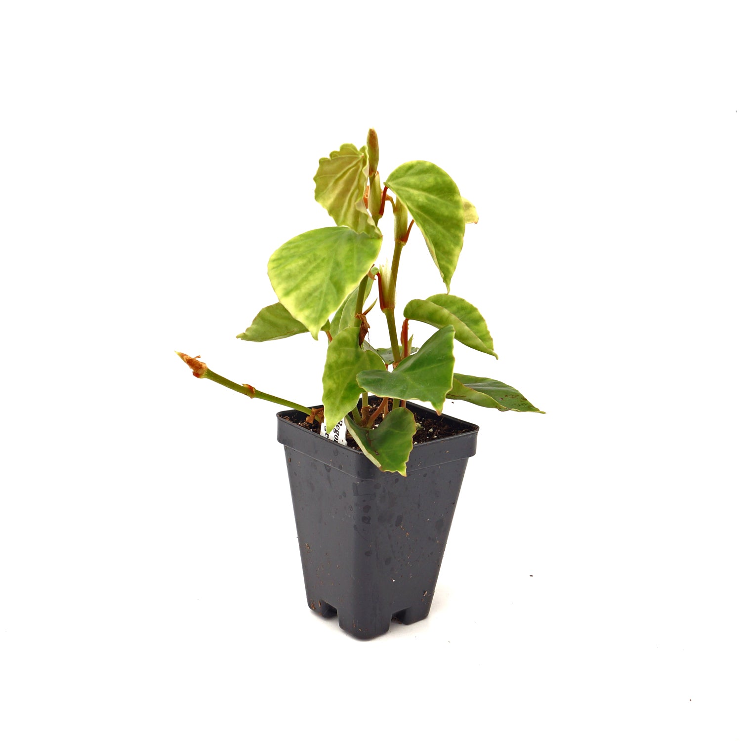 Begonia integerrima (syn. solananthera)