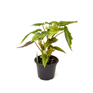 Begonia 'Lubbergei'