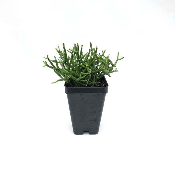 hatiora succulent Hatiora cylindrica