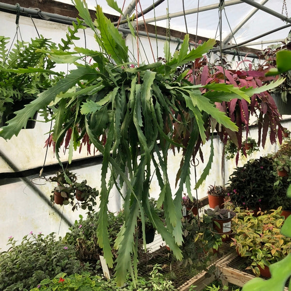 hanging cactus plant Lepismium houlletianum