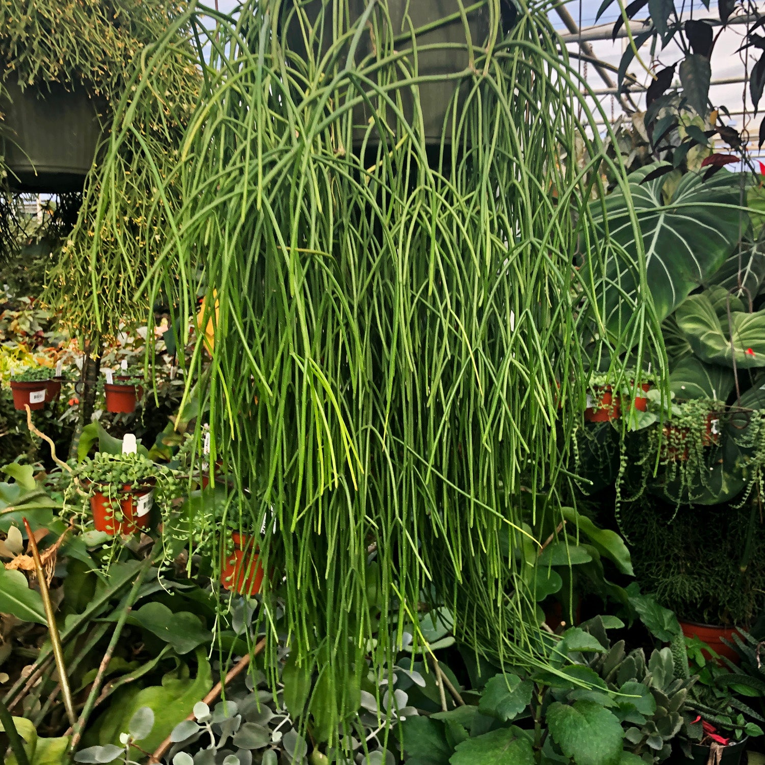 rhipsalis indoor plant Rhipsalis baccifera subsp. baccifera