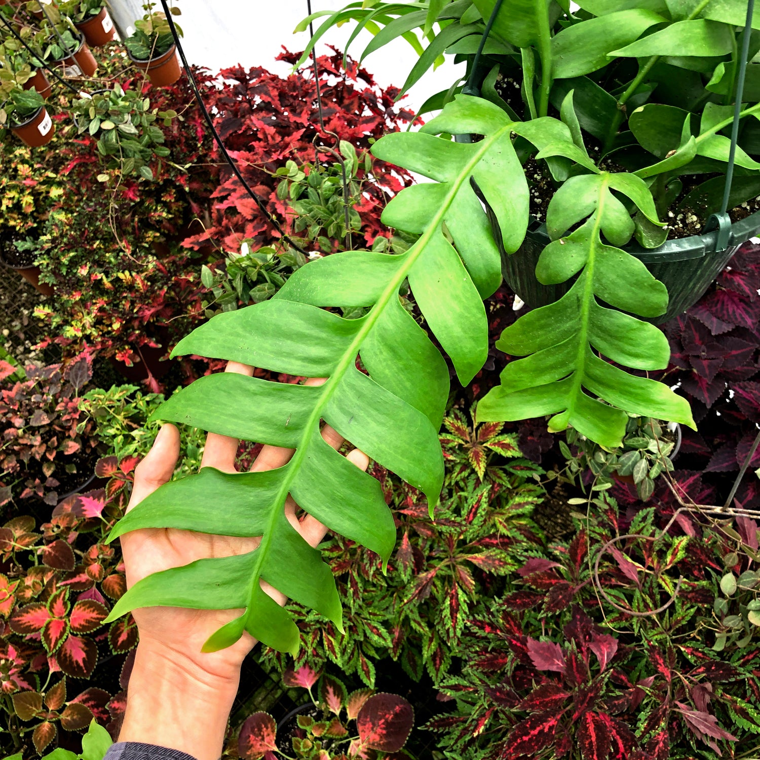 succulent that looks like fern Selenicereus chrysocardium (Fern Leaf Cactus)