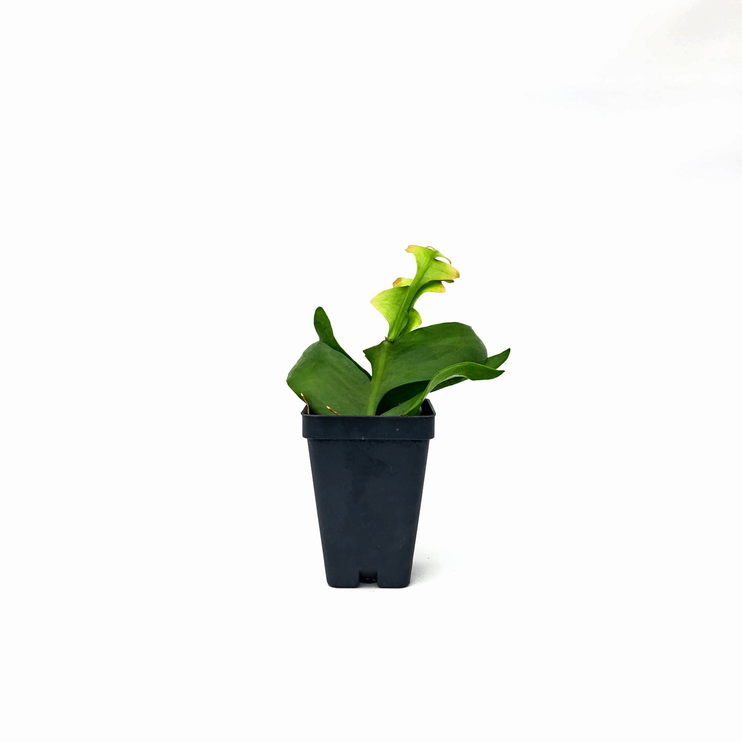 succulent fern Fern Leaf Cactus Plant | Selenicereus Chrysocardium