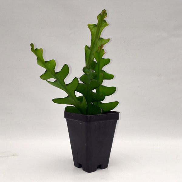 rick rack plant Selenicereus anthonyanus Fishbone Cactus Cutting