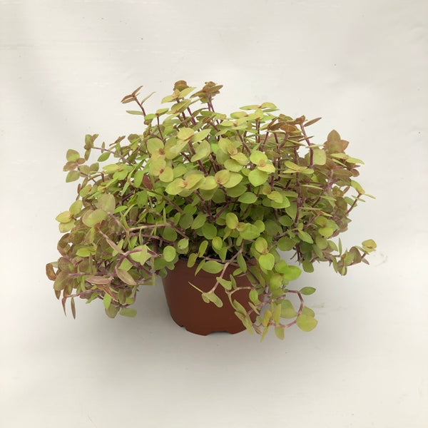 callisia succulent Callisia Repens Gold | Miniature Trailing Houseplant