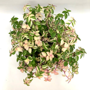 Callisia repens 'variegata' - 6" Hanging Basket