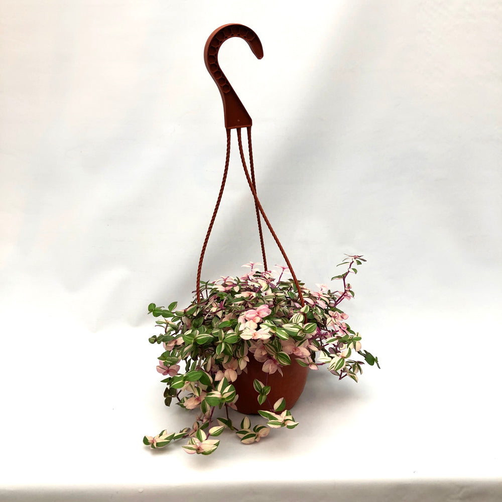 pink lady hanging plant Callisia repens 'variegata'
