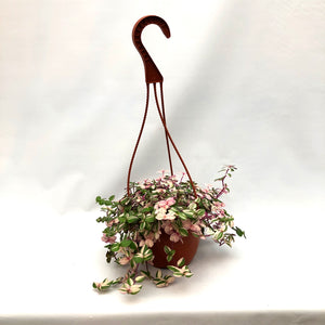 Callisia repens 'variegata' - 6" Hanging Basket