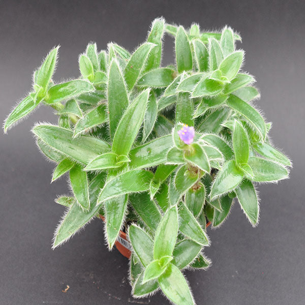 kitten ears succulent Cyanotis somaliensis