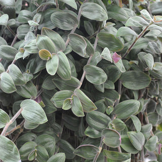 Tradescantia chrysophylla