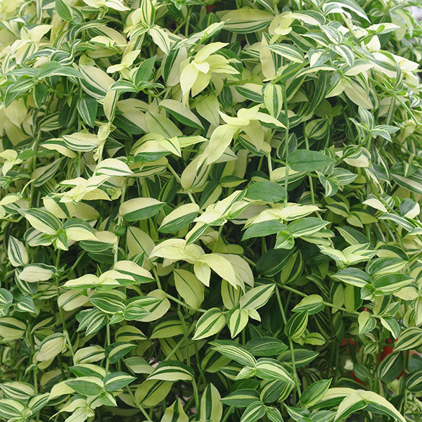 white and green hanging plant Tradescantia fluminensis ’White Stripe’