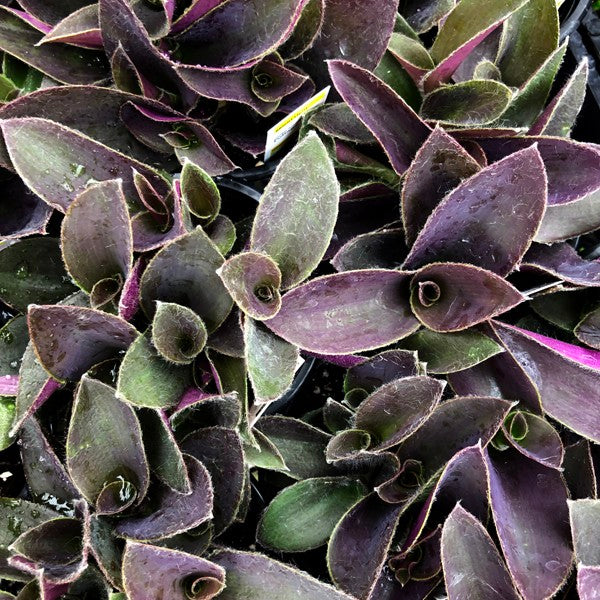 tradescantia pallida succulent Tradescantia pallida 'Pale Puma'