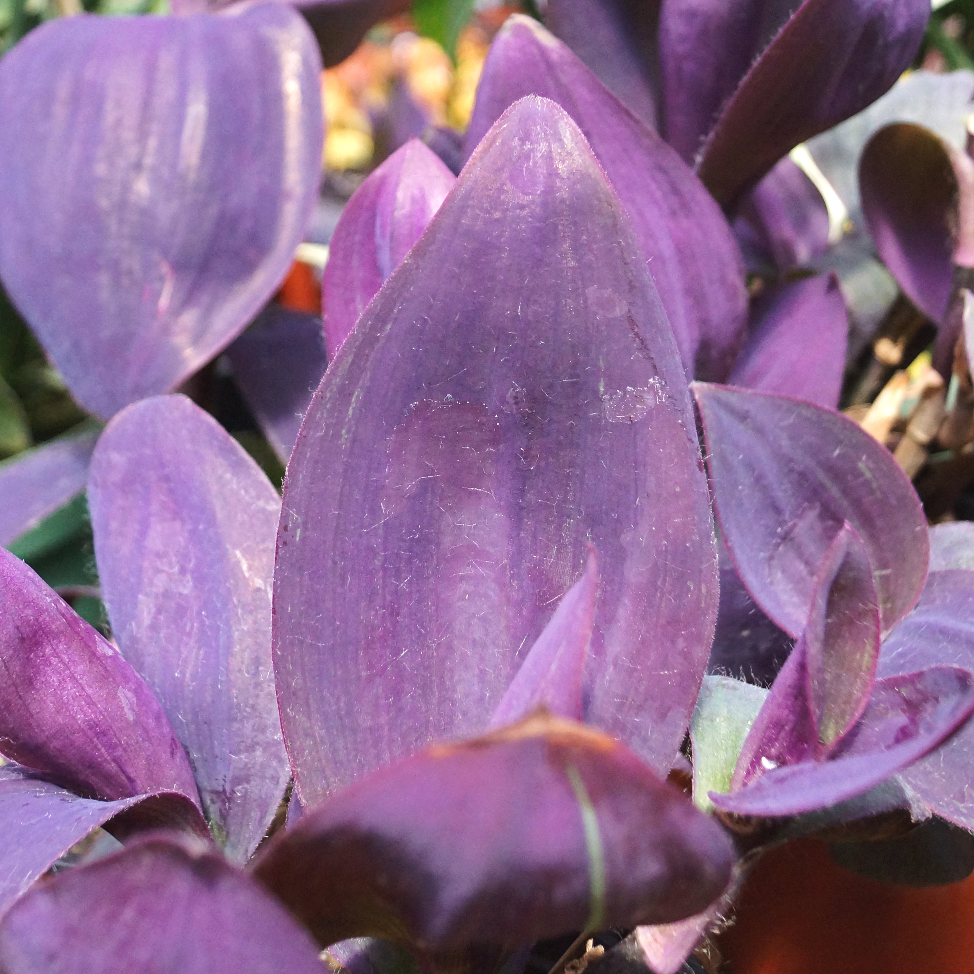 Pallida Tradescantia pallida 'Giant Purple Heart' – Steve's Leaves