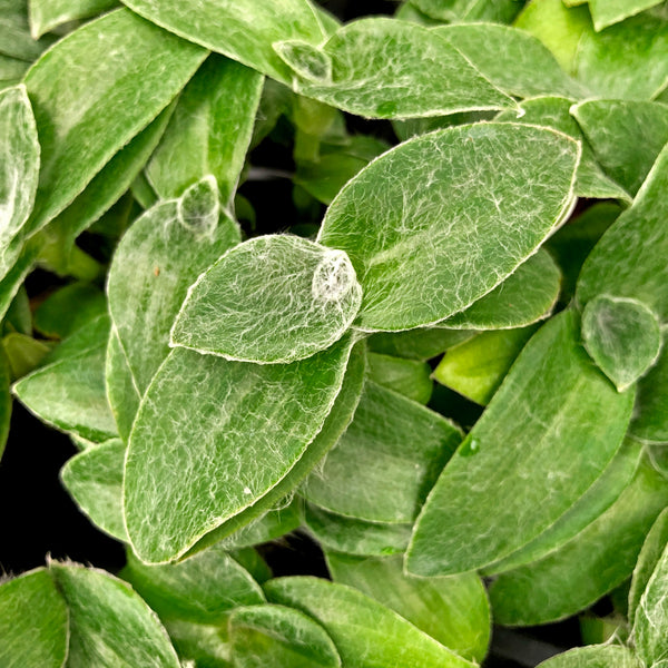 Commelinaceae-Tradescantia-