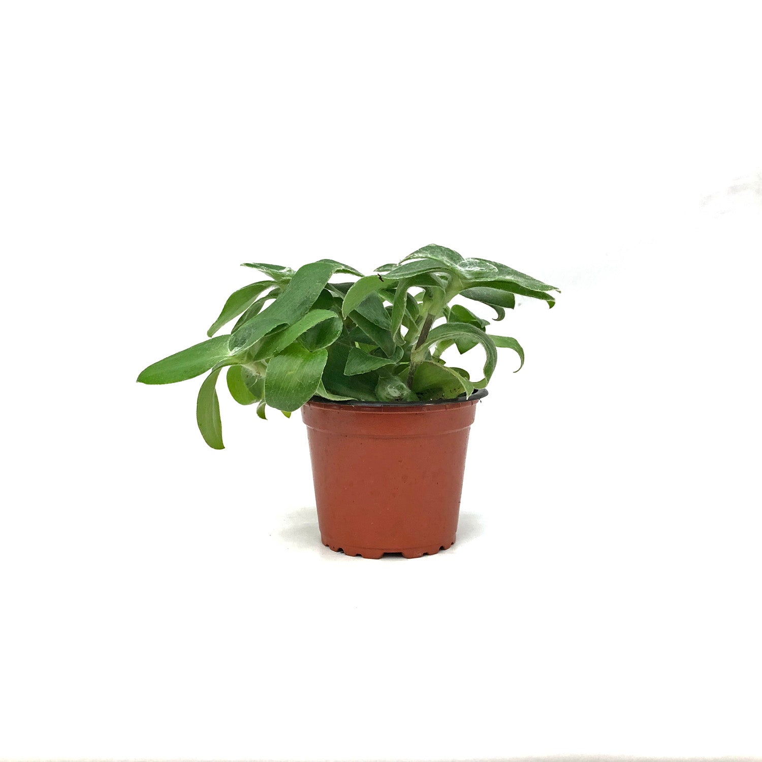 white velvet indoor plant Tradescantia Sillamontana | White Velvet Plant