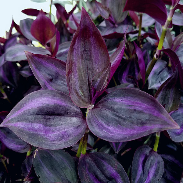 dark purple leaf succulent Tradescantia zebrina "Deep Purple"