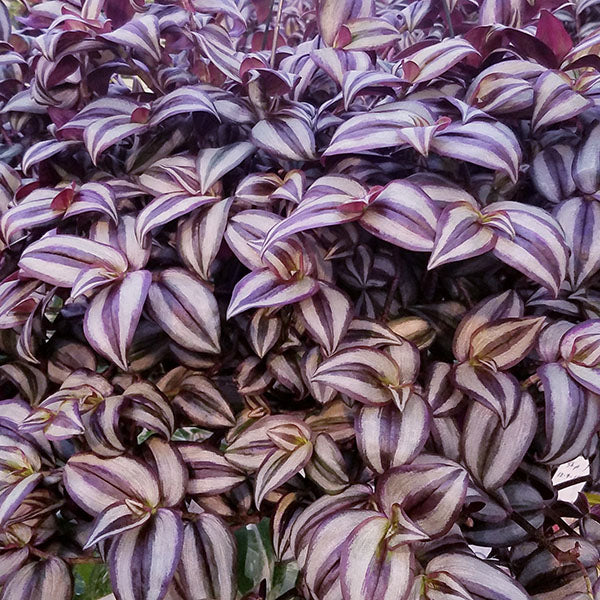 is tradescantia zebrina a succulent Tradescantia zebrina 'Deep purple'