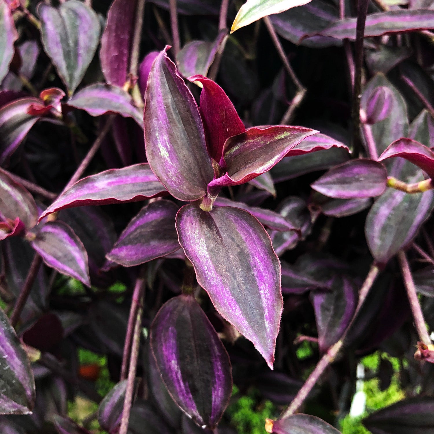 tradescantia zebrina succulent Tradescantia zebrina "Burgundy"