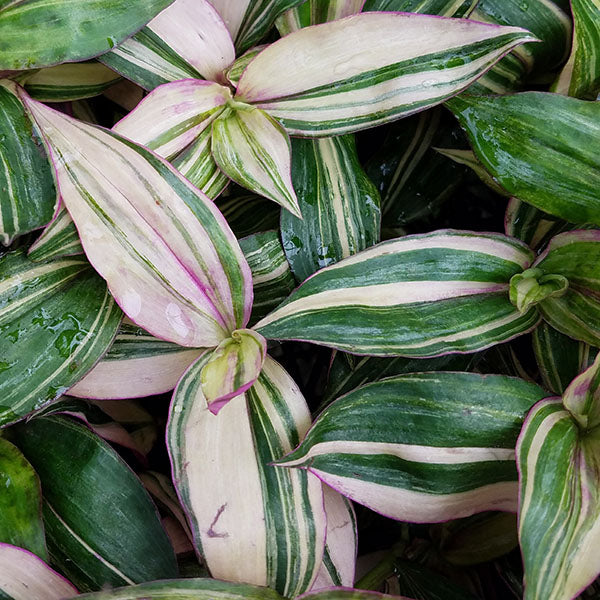 tradescantia zebrina succulent Tradescantia zebrina multicolor