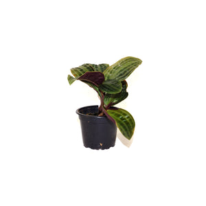 Geogenanthus poeppigii - 3.5" Pot