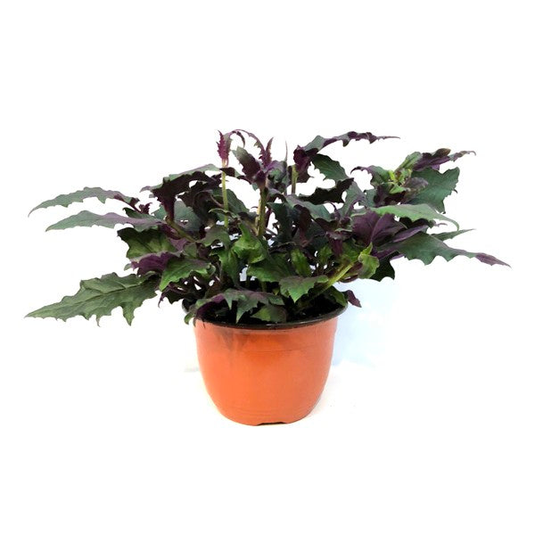 purple passion hanging plant Gynura aurantiaca 'Purple Passion'