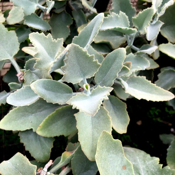 kalanchoe beharensis succulent Kalanchoe beharensis