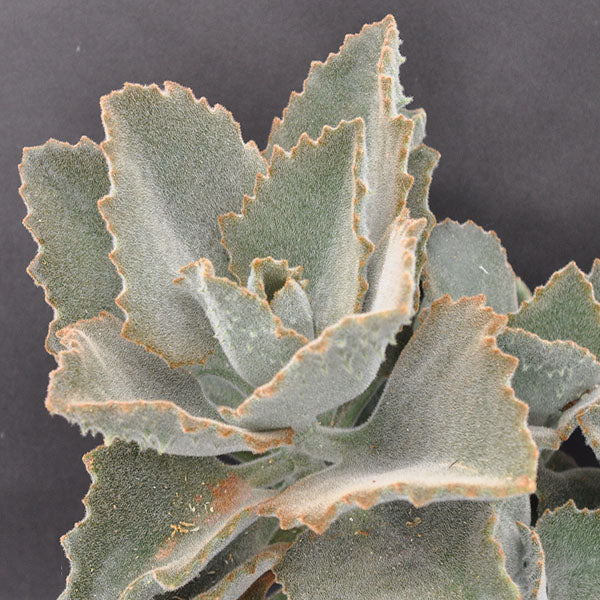 kalanchoe beharensis succulent Kalanchoe beharensis 'Fang'