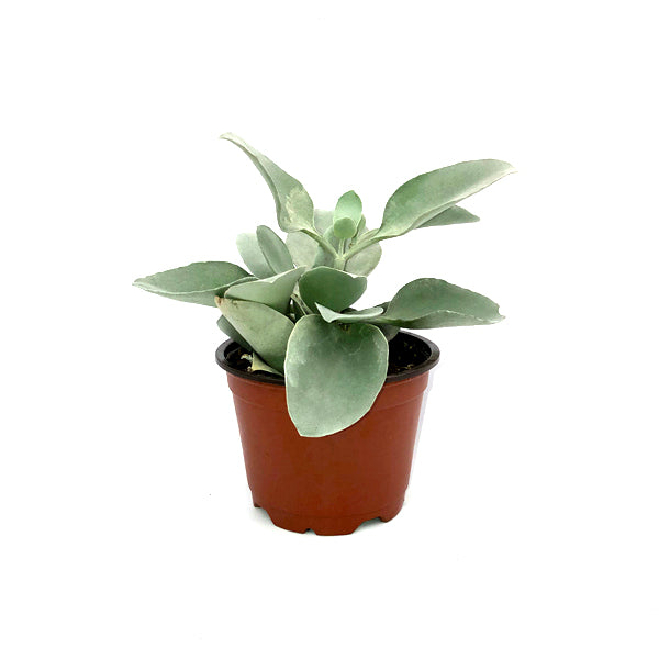 silver leaf succulent Kalanchoe bracteata (Silver Spoons)