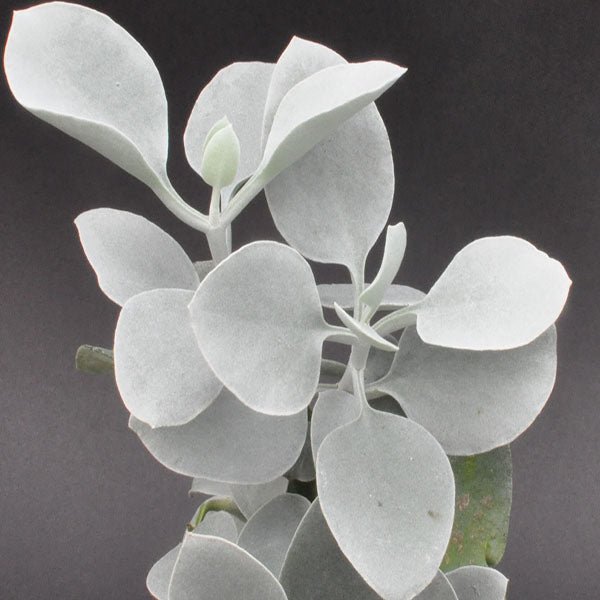 Crassulaceae-Kalanchoe-bracteata-Silver Teaspoon