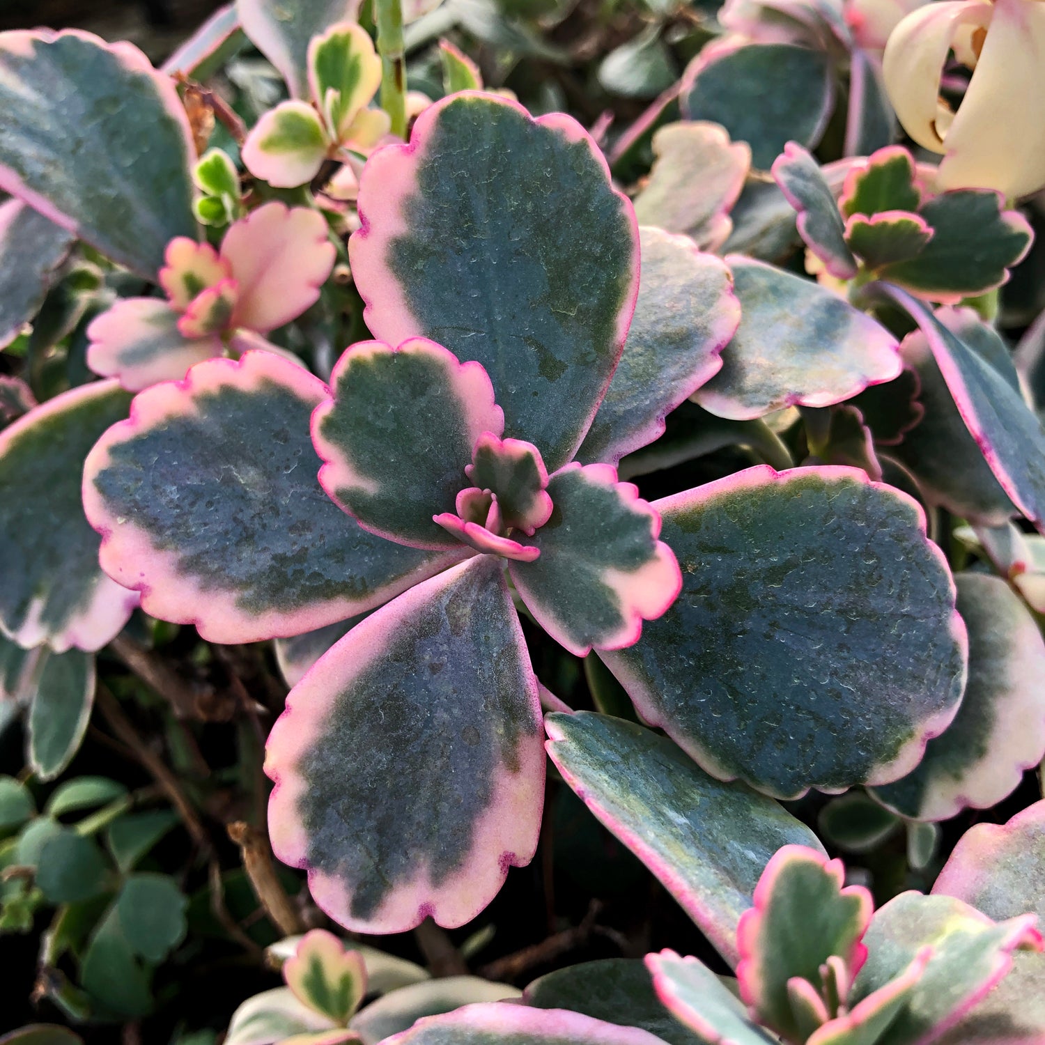 succulent kalanchoe fedtschenkoi Kalanchoe fedtschenkoi 'Marginata'