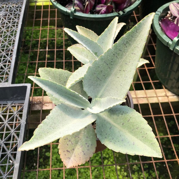donkey ear succulent Kalanchoe gastonis-bonnieri (Donkey Ears)