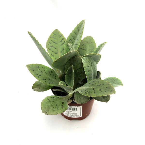 donkey ears succulent plant Kalanchoe gastonis-bonnieri (Donkey Ears)