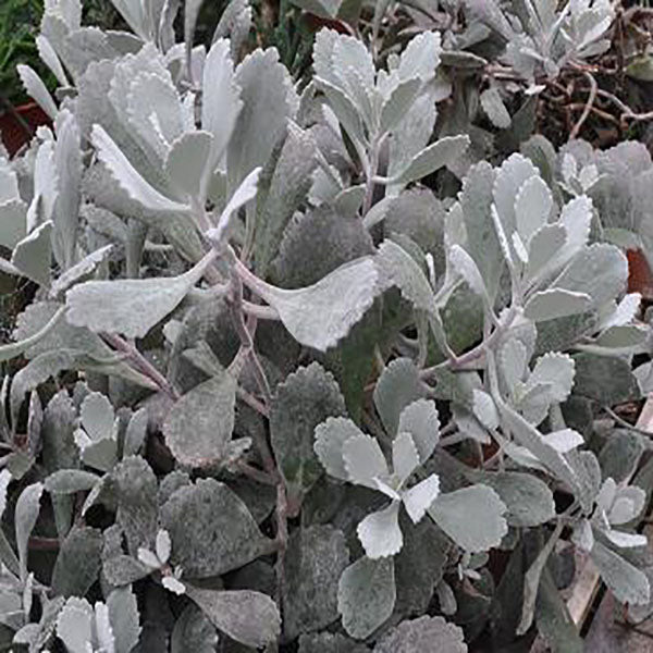 pumila succulent Kalanchoe pumila