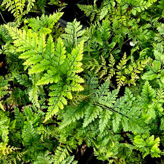 Davallia trichomanoides (Black Rabbit's Foot Fern)