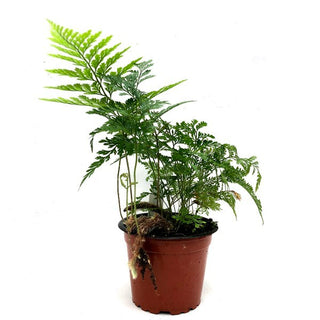 Davallia trichomanoides (Black Rabbit's Foot Fern)