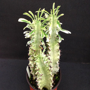 Euphorbia ammak var. 'Variegata'