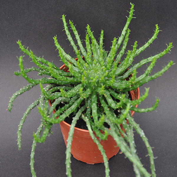 medusa succulent flower Euphorbia flanaganii