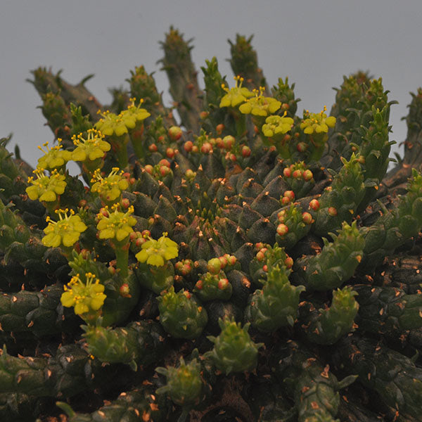 snake spurge plant Euphorbia flanaganii