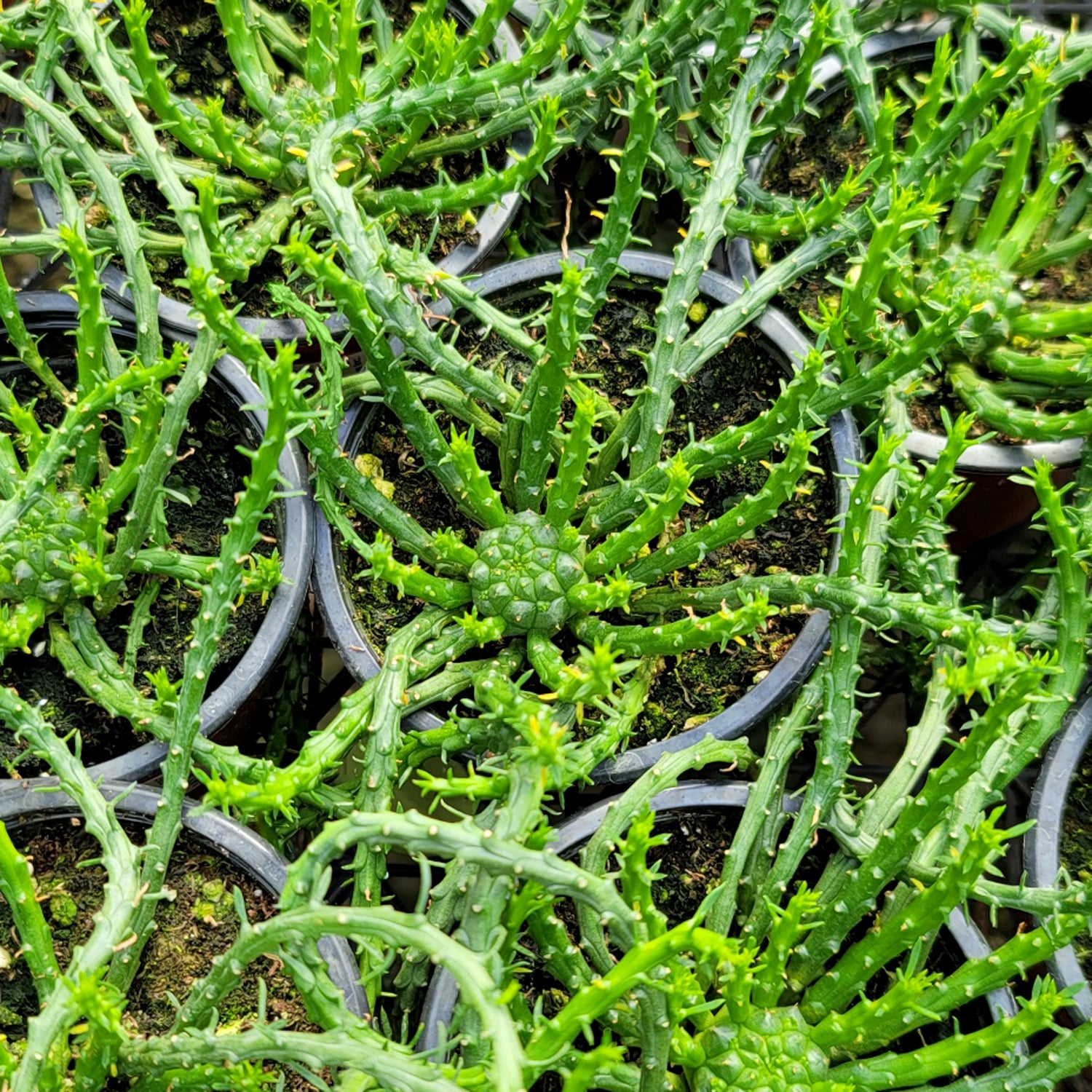succulent medusa Euphorbia flanaganii