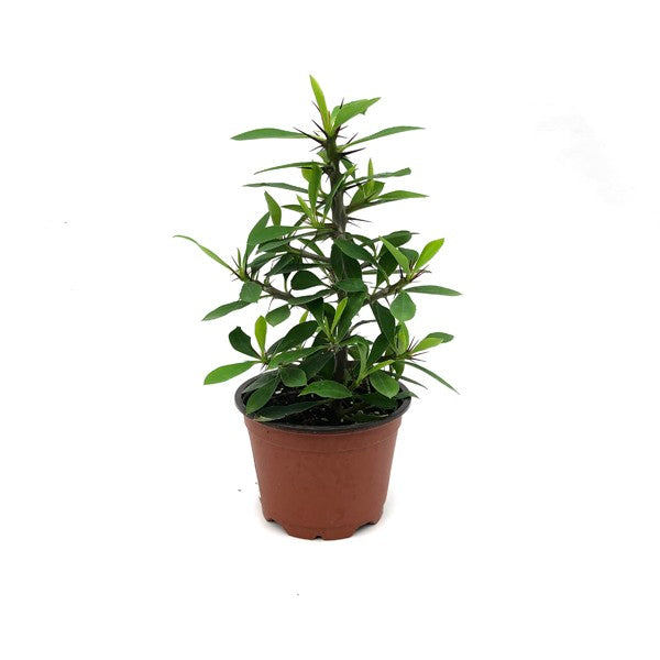 pink stem indoor plant Euphorbia milii Pink Flower (Thin Stem) – Steve's Leaves