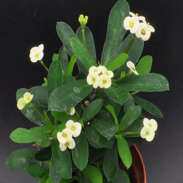 white flower succulent plant Euphorbia milii White Flower
